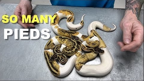 "Featured Morph" Pied Ball Pythons !!!