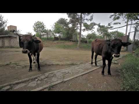 ალექსი ჩოხელი