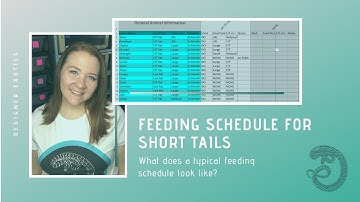 Are you over feeding your short-tail?