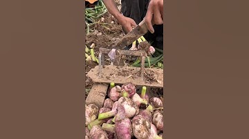 The process of cutting onion roots with steel knife #shorts #machinery #viralvideo