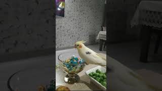 Our Cockatiel listening Brunette Future Lover #cocktail #cute #pet #birds #polly  #shorts