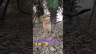 Ullu Ka Dance Video