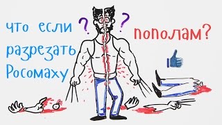 Что если разрезать Росомаху пополам? — Научпок Что если разрезать Росомаху пополам? — Научпок