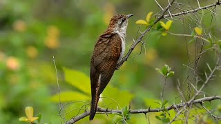 MASTERAN GACOR & PIKAT KEDASIH SUARA PANCINGAN | KICAU AN MERDU ASLI SUARA BURUNG LIAR