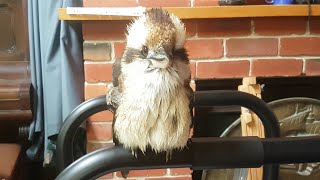 Wet fluffy kookaburra shakes itself off inside after going for a swim