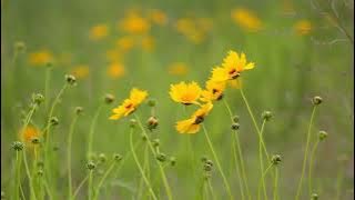 Selagi Aku Bernafas - Sarah Mukti