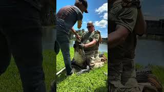 Some Army jungle school operators got some hands on experience #armyforce #army #alligator