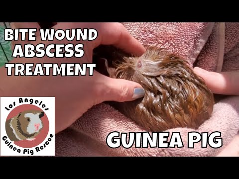 guinea pig wound care