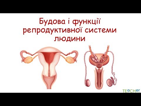 Будова репродуктивної системи людини