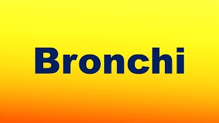 Bronchi Definition