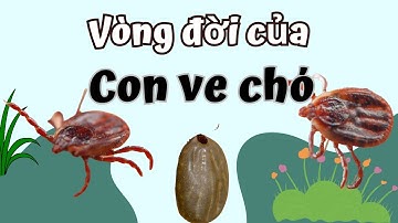 Vòng Đời Của Con Ve Cho Bao Nhiêu Ngày? tick life cycle