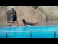 Zoologico de Huachipa - Show de lobos marinos 2018