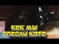 Любимый Кот / Как мы вязли взрослого кота с улицы и вылечили его