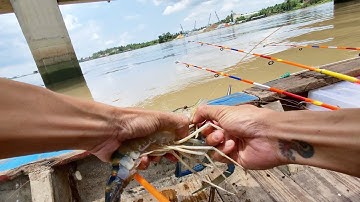 Thương Vlog Ôm Tụ Cầu - Câu Tôm Con Nước Ròng Mạnh @Xuanthuong91