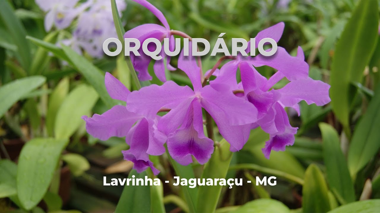 Orquidário - Portal NAECO