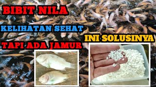 Solusi Mengatasi Penyakit Jamur Pada Bibit Ikan Nila