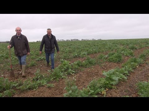 Vidéo: Technologie Sans Labour Pour La Culture De Pommes De Terre Primeurs