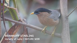 Brahminy starling | Variety of calls | Nature Web