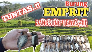 Cara Mengatasi Serangan Hama Burung Emprit/Pipit di Lahan Padi//Praktis dan Terbukti Ampuh!!