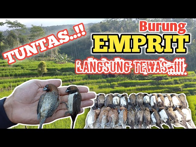 Cara Mengatasi Serangan Hama Burung Emprit/Pipit di Lahan Padi//Praktis dan Terbukti Ampuh!! class=