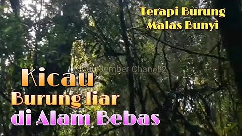 KICAU Burung Liar di Alam Bebas,Terapi burung malas bunyi