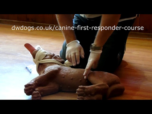 Dog CPR training | Canine First Responder Course East Sussex