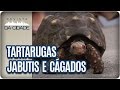 Diferença entre Tartarugas, Jabutis e Cágados - Revista da Cidade (24/03/2017)