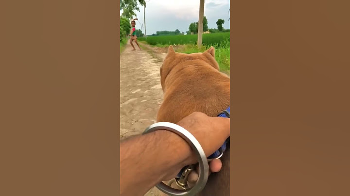 Nikku vlogz #short #nikkuvlogz #dog #viral #opvlogz #short