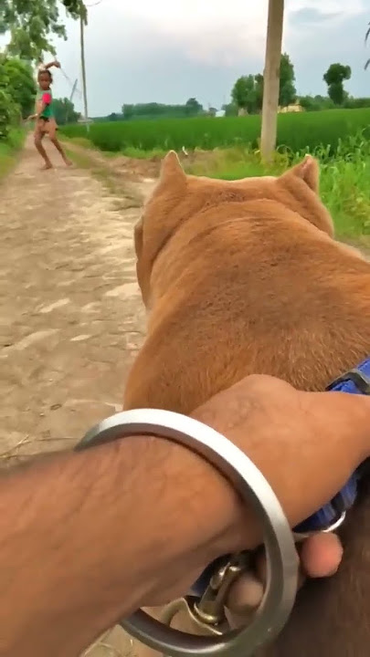 Nikku vlogz #short #nikkuvlogz #dog #viral #opvlogz #short