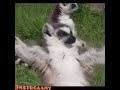 فينك يا راتب