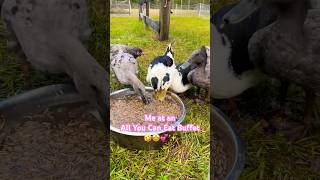 AYCE Buffet #cuteanimals #farmlife #love #farm #homesteadinglife #ducks #treats #buffet #animals