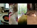 So Funny Cats Dubsmash | Really Nice So Cute | Tamil Make