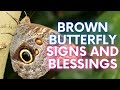 Brown Butterflies and What It Means When You See Them Often