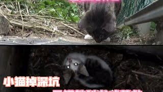 流浪猫妈妈祈求路人救救它的孩子结局感人