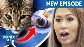 Miracle Cat Who Survived 13Storey Fall Has Eye Removed  Coast to Coast S6E8 | Bondi Vet