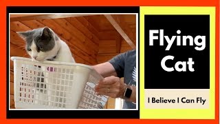 I Believe I Can Fly | Funny Flying Cat Videos by RV Adventures With Pets 1,558 views 4 years ago 2 minutes, 35 seconds