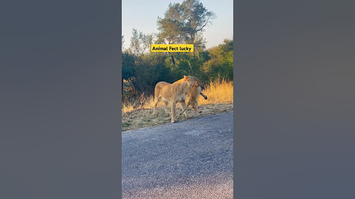 Thand Se Mazaak nahi 😂-#funnyvideo #funny #shorts || Animal Short video #animals #shorts #short