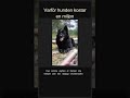 Varför hunden kostar en miljon #Shorts