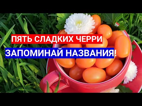 САМЫЕ СЛАДКИЕ ТОМАТЫ -ЧЕРРИ!  ЗАПОМИНАЙ НАЗВАНИЯ И САЖАЙ!