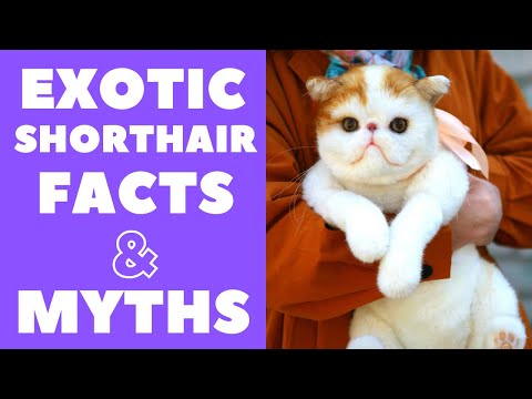 Exotic Shorthair Cats 101 : Fun Facts & Myths