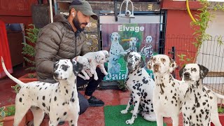 كلاب كرواتيا سلالت دلمسيان dalmatien كلاب صيد و جر