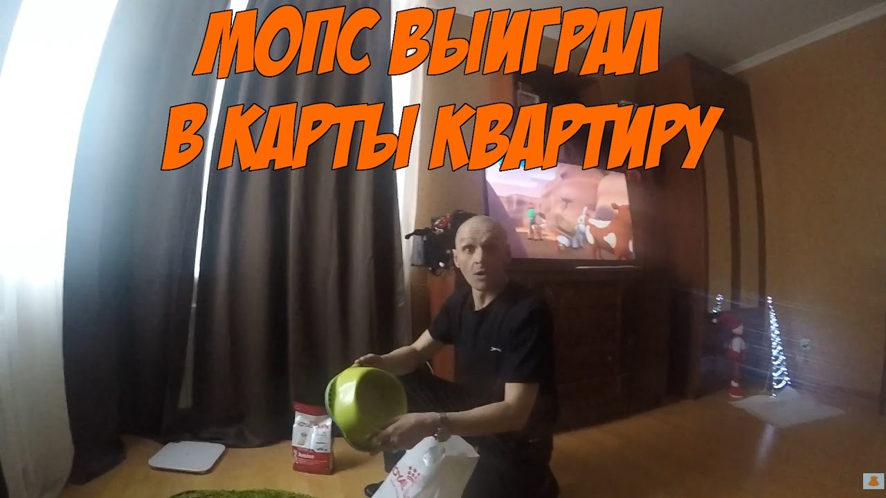 Мопс ощенился или история как Мопс выиграл в карты хату...