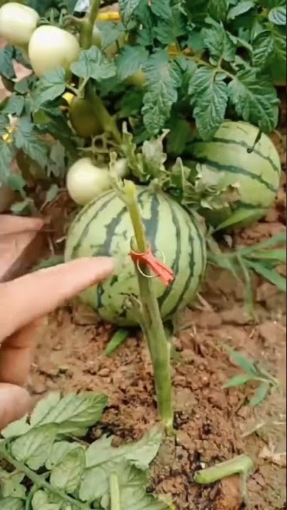 Pertanian Cina Bikin Heboh Lagi‼️ Cara Grafting/Sambung Tunas Tomat & Semangka #pertanian #petani