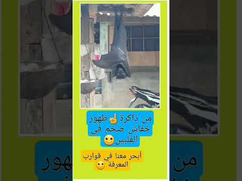 شاهد أكبر خفاش ضخم