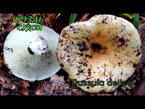 Груздь сухой или Подгруздок белый | Russula delica