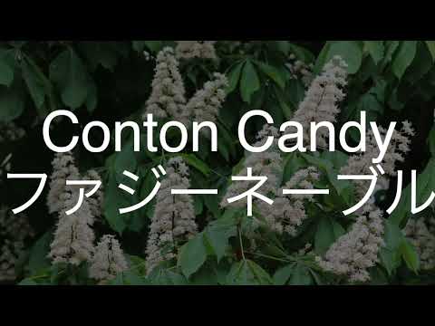 ファジーネーブル/Conton Candy　歌ってみた