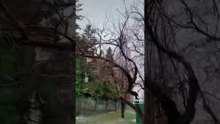 Creepy images of #toronto #travel #eastyork #tree #sky #creepy