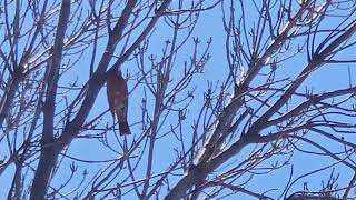 I call this the hangover bird 🐦