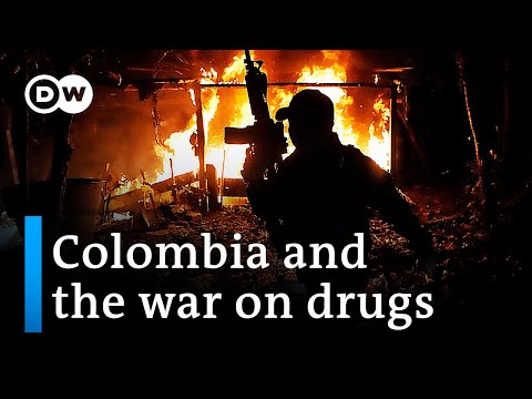 Colombian government attempts to wipe out coca harvests DW News.