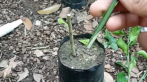 O que é laranja enxertada?